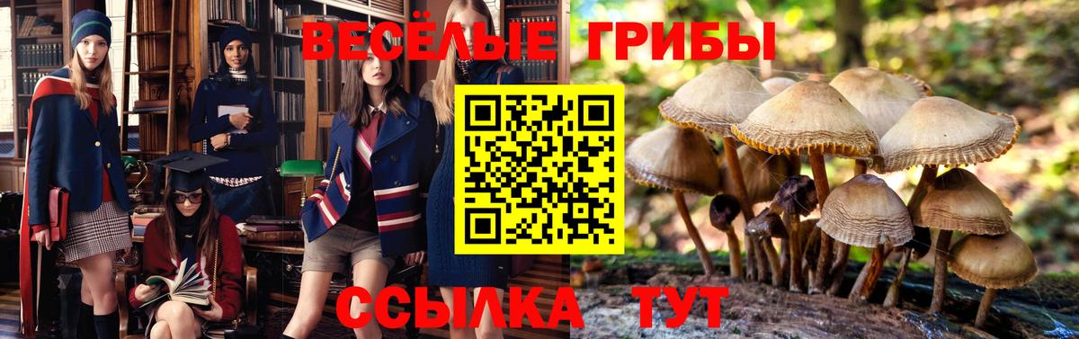 Ишимбай  Псилоцибиновые грибы Psilocybine cubensis  Вход с VPN  Псилоцибиновые грибы мухоморы 